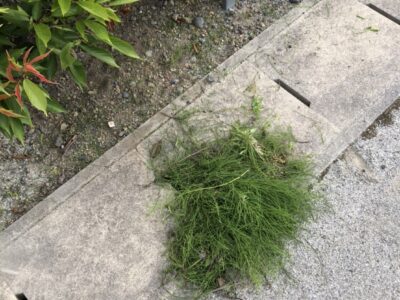 草取り