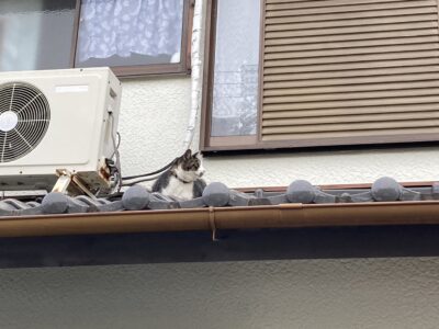 こたつで丸くなっててほしい