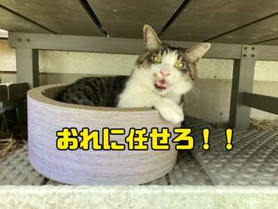 なぜ男の人は書斎がほしいのかについての答え