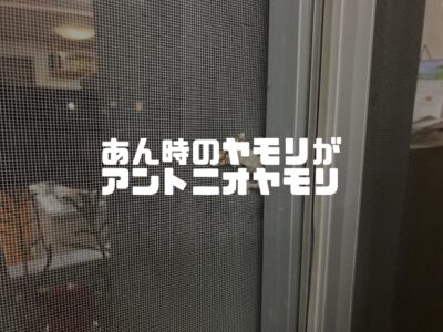 家の中で害虫を見ないようにするためには？
