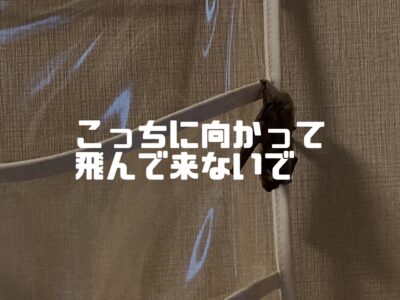新築に虫達はどこから侵入してくるのかな？