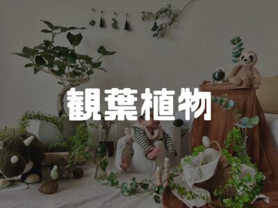 フィカスベンガレンシスの『ボテちゃん』とビカクシダの『コンブ』がわが家入りしました！