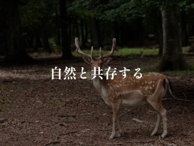 VS鹿