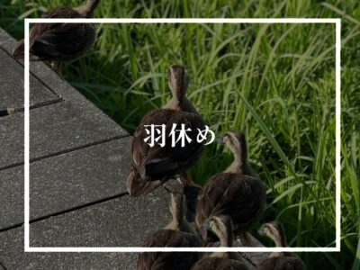 風邪を引いたら、薬を飲もう