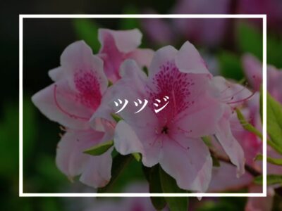 ツツジに詳しくなる回